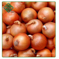 hot selling Fresh Red Onion / Yellow Onion 4 - 6cm 5 - 7 cm 8 - 10 cm from Shandong China